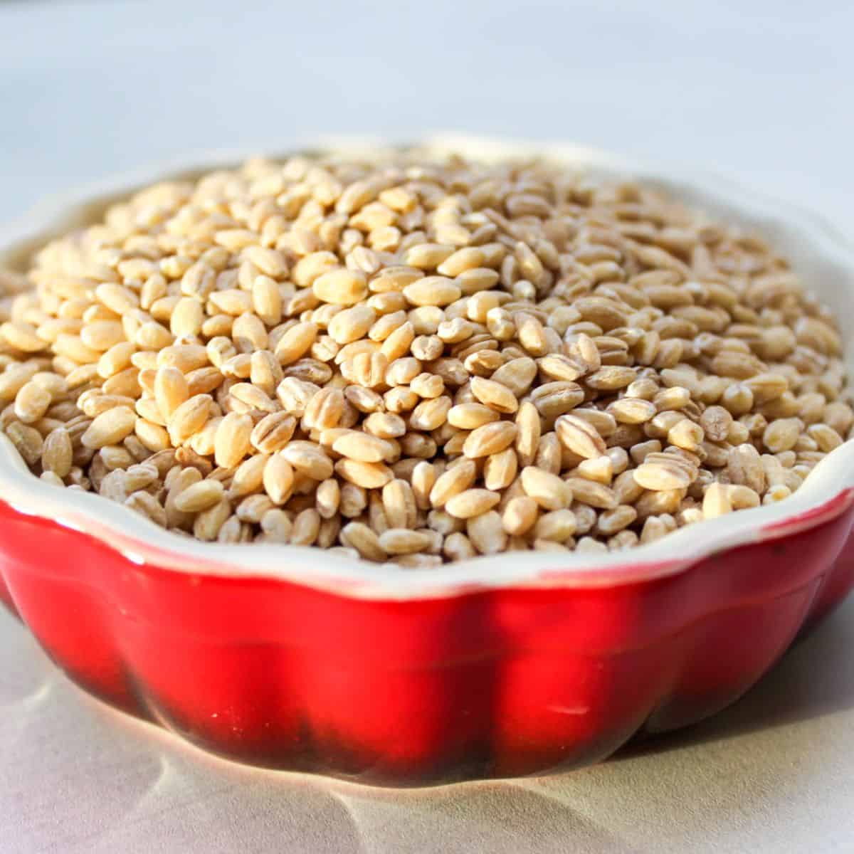 A red ceramic bowl filled with uncooked barley grain.