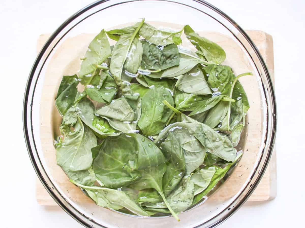 Fresh basil leaves in a glass bowl filled with water.